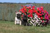 BOULEDOGUE FRANCAIS 292